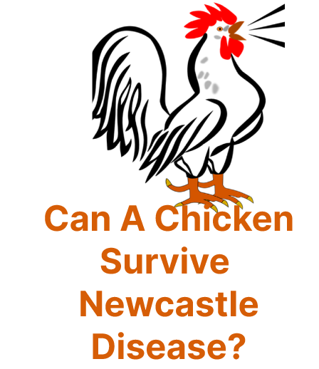 Can a Chicken survive newcastle disease