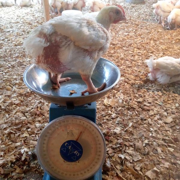 How to set up a poultry farm